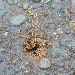 Termite swarm outdoors that keeps coming back