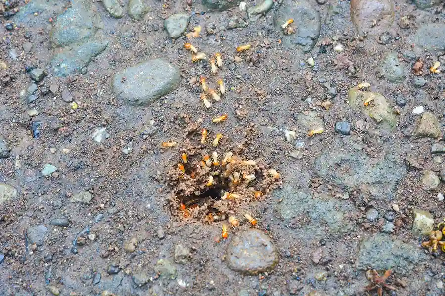 Termite swarm outdoors that keeps coming back