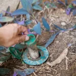 Termite exterminator adding pest control products to perimeter of home