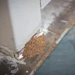 Mud tubes running vertically up a concrete foundation wall toward the wooden frame of a house.