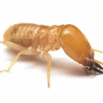 A close-up, detailed macro photograph of a worker termite on a white background