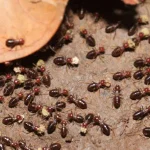 A wide-angle view of a large swarm of dark-bodied termites crawling over sandy soil and dried brown leaves.