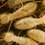 A macro, top-down view of several subterranean worker termites with pale, translucent bodies crawling over a dark wood surface.