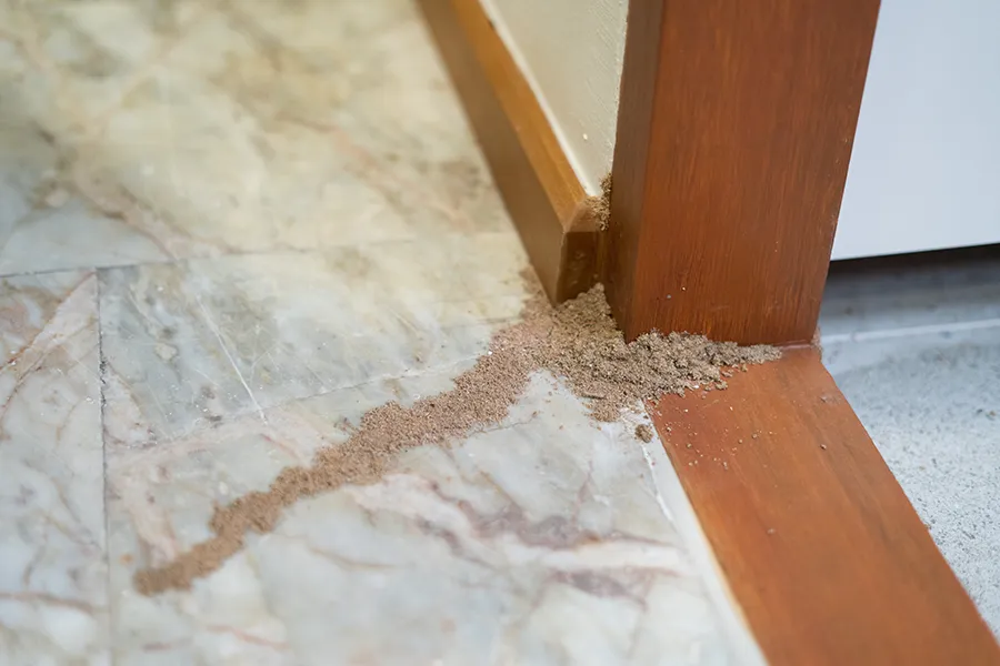 A line of termite mud tubes and loose wood debris trailing across a marble tile floor toward a wooden door frame.