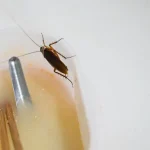 A close-up of a cockroach perched on the edge of a translucent plastic container filled with a murky liquid.