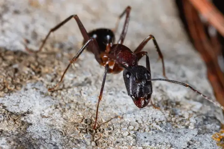 Ant Exterminators – Control – Removal