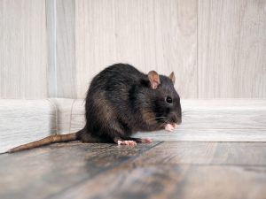 Dangers of rodents in Florida by Heron Home & Outdoor - serving Orlando, Oviedo, Apopka, Leesburg, Sanford, Kissimmee and Central FL areas