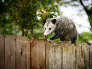 Opossum trapping and removal by Heron Home & Outdoor - serving Orlando, Oviedo, Apopka, Leesburg, Sanford, Kissimmee and Central FL areas