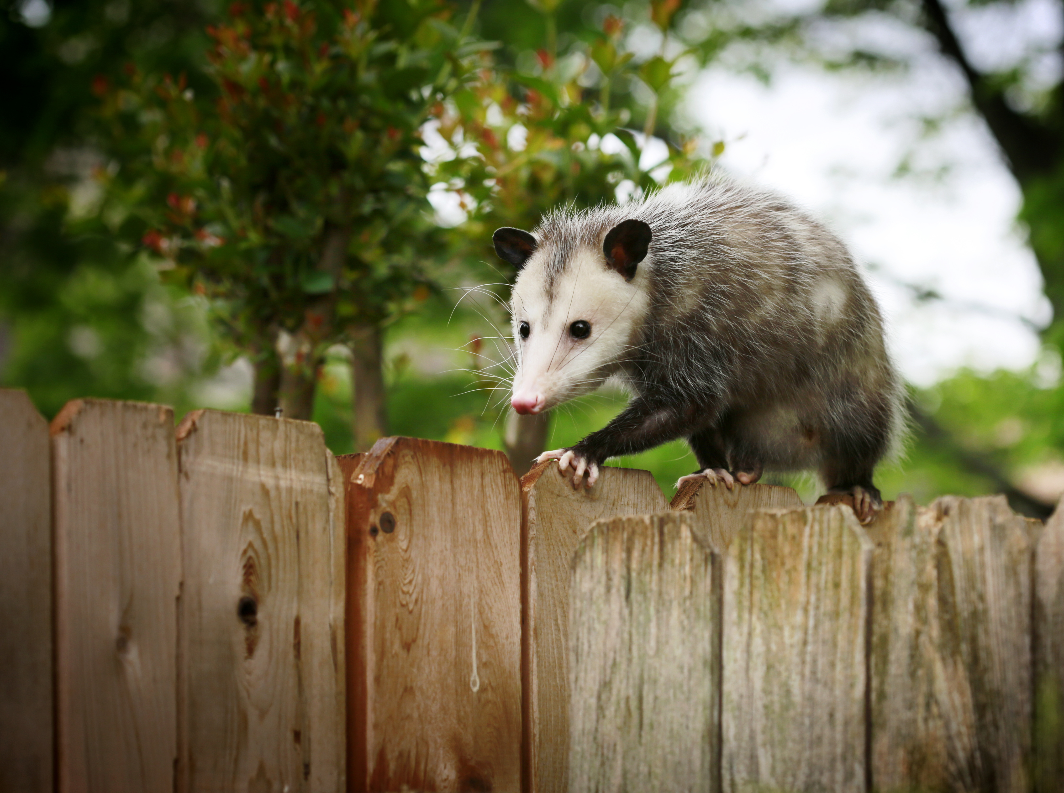 Opossum Trapping & Removal | Heron Home & Outdoor in Central FL