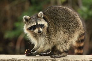 Raccoon trapping & removal by Heron Home & Outdoor - serving Orlando, Florida and surrounding areas