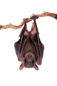 Heron Home and Outdoor provides exceptional bat trapping and removal services in Orlando, Apopka, Leesburg, Sanford, Oviedo, Kissimmee and Central FL areas