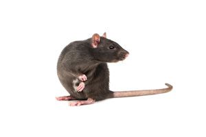 Heron Home & Outdoor provides exceptional rat trapping & removal services in Orlando, Oviedo, Apopka, Leesburg, Sanford, Kissimmee and Central FL areas