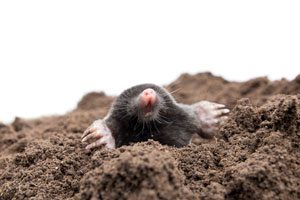 Heron Home & Outdoor provides exceptional mole trapping and removal services in Orlando, Apopka, Oviedo, Leesburg, Sanford, Kissimmee and Central FL areas