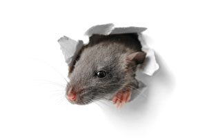 Problems caused by mice - Heron Home & Outdoor provides rodent extermination to Orlando, Oviedo, Apopka, Leesburg, Sanford, Kissimmee and Central FL areas