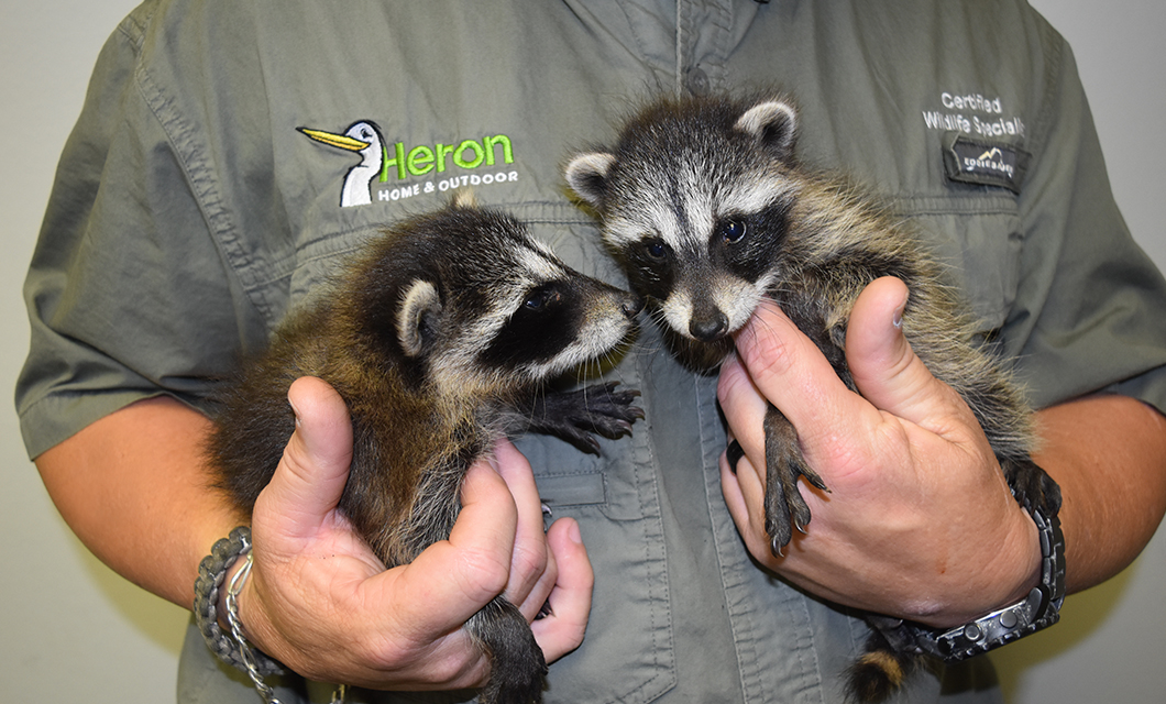 Raccoon Trapping & Removal | Heron Home & Outdoor in Central FL