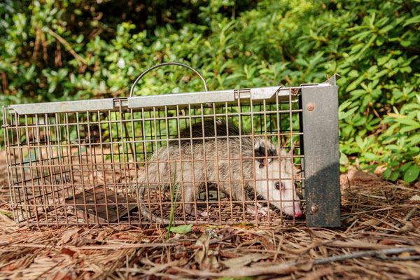 Opossum trapping is a wildlife management service provided by Heron Home & Outdoor in Central Florida
