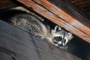 Prevent Wildlife from Entering Your Home | Keep Wild Animals Away in FL