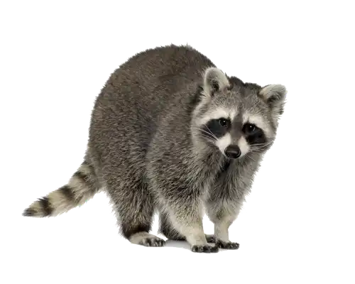 Prevent raccoons in your Central FL home - Heron Home & Outdoor