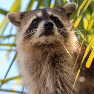 Raccoon in a palm tree