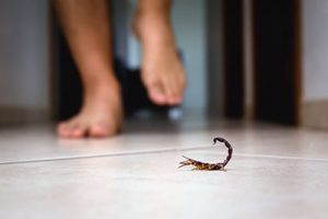 Scorpion in Central Florida Home - Heron Home & Outdoor