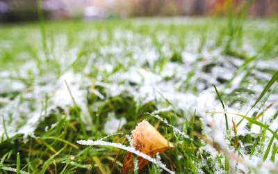 Frost on Florida lawn in Central Florida - Heron Home & Outdoor