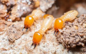Learn all about termite facts in Central Florida with Heron Home & Outdoor