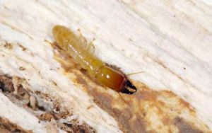 Dampwood termite seen in Florida - Hermon Home & Outdoor