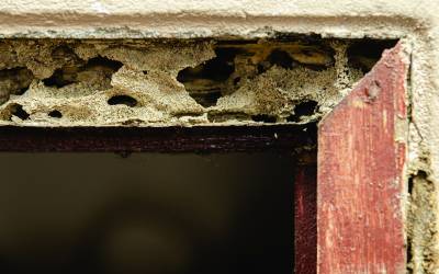 Termite damage in Central FL - Heron Home & Outdoor