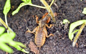 Mole crickets are a common lawn pest in Central Florida - Heron Home & Outdoor