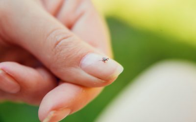 Ticks in your backyard in Central FL - Heron Home & Outdoor