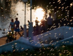 Mosquito season in Florida - Heron Home & Outdoor