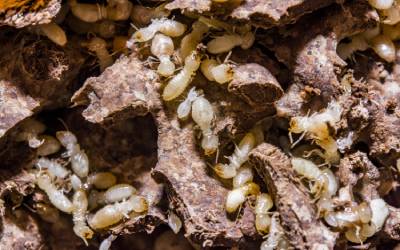 Termites living in Central FL - Heron Home & Outdoor