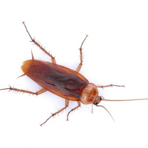 American cockroach identification and environment in Central Florida - Heron Home & Outdoor