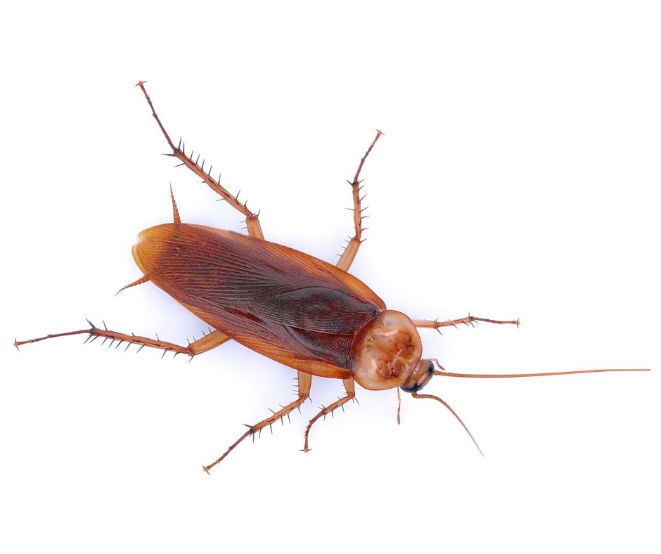 American Cockroach Identification Habitats Heron Home Outdoor