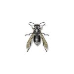 bald faced hornet