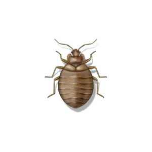 A model for bed bug appearance in Central FL - Heron Home & Outdoor