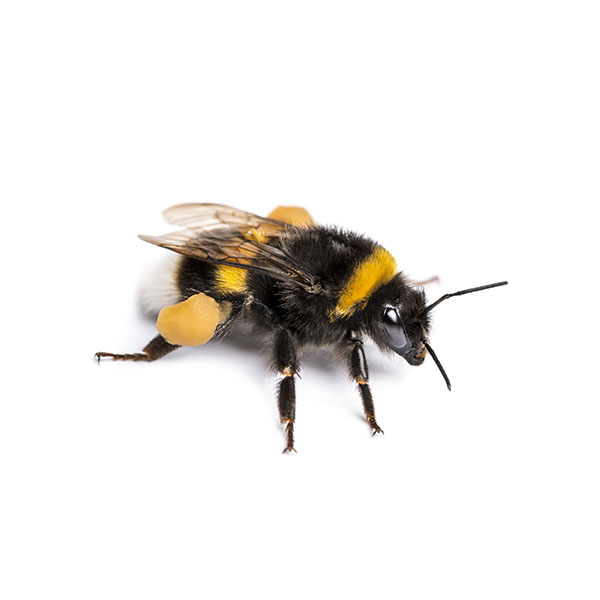 Bumblebee Identification, Habits & Behavior