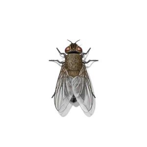 Cluster Fly