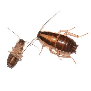 German cockroach identification and environment in Central Florida - Heron Home & Outdoor