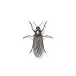 gnat fly