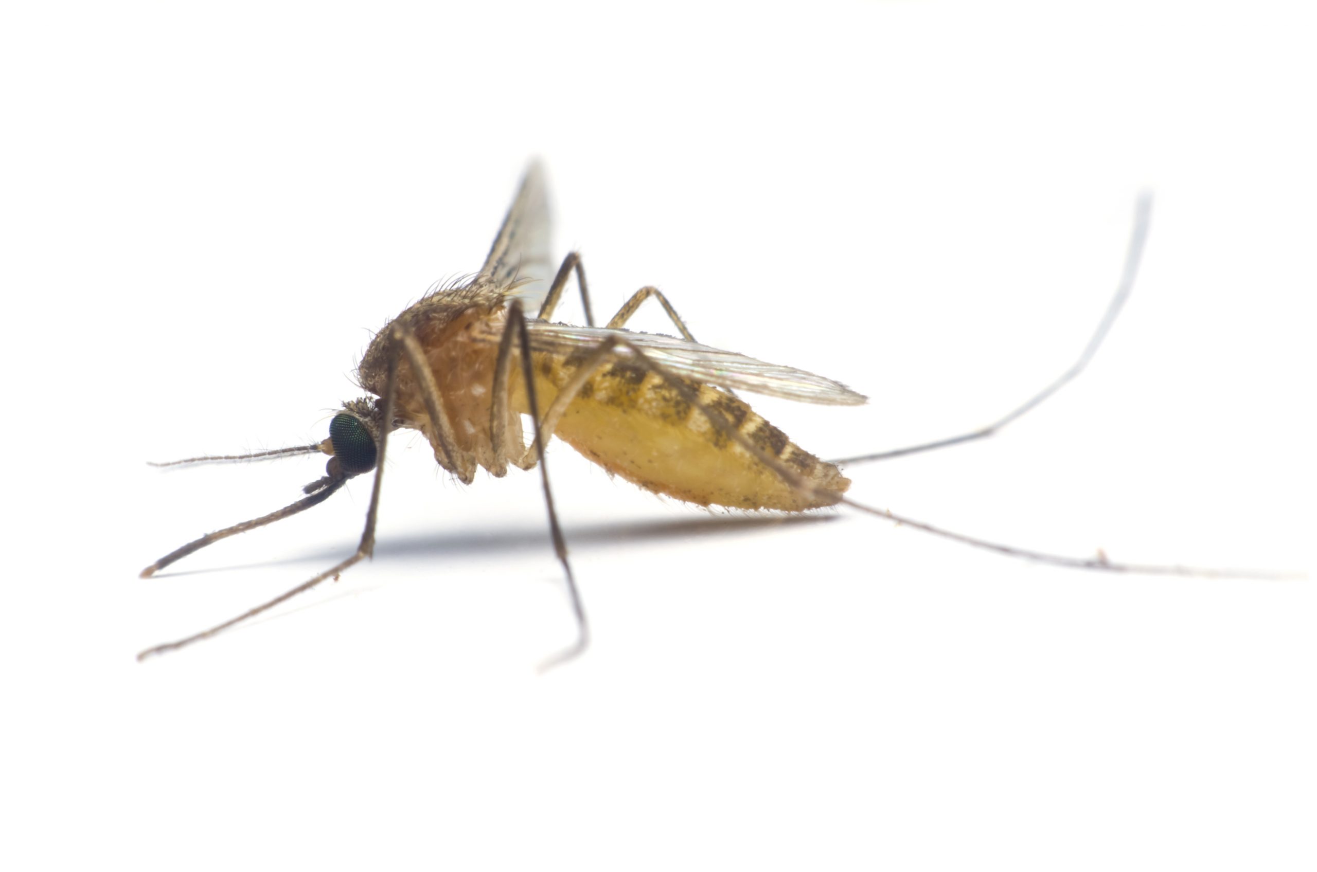 Understanding Mosquitoe Habitats & Behavior | Heron Home & Outdoor