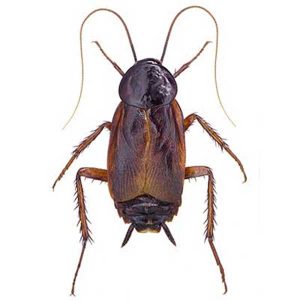 Oriental cockroach identification and information in Central Florida - Heron Home & Outdoor