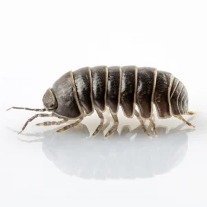 Pill Bug against a white background