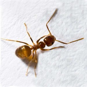 Tawny crazy ant in Central Florida - 