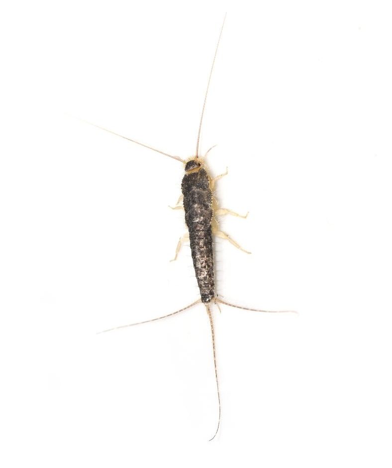 Silverfish on a white background