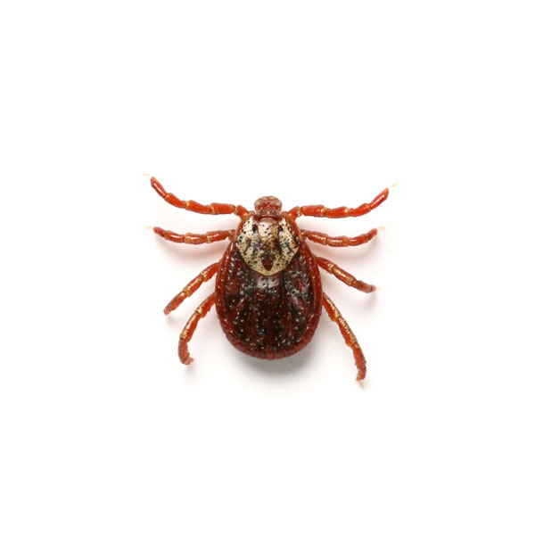 ticks