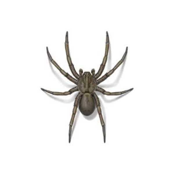 Wolf Spider  Pest Information & Prevention Tips