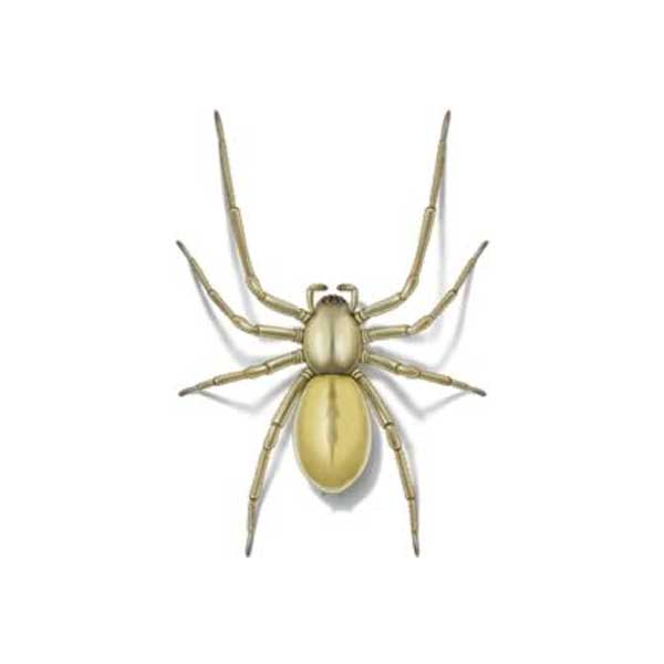 yellow sac spider