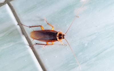 Roach in Central Florida - Heron Home & Outdoor