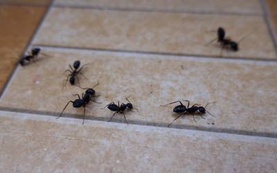 Ants inside a home in Central FL - Heron Home & Outdoor